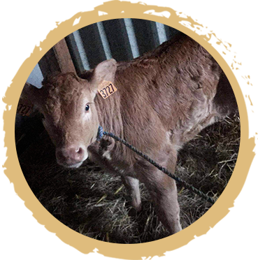 Vincent - Alimentation animale