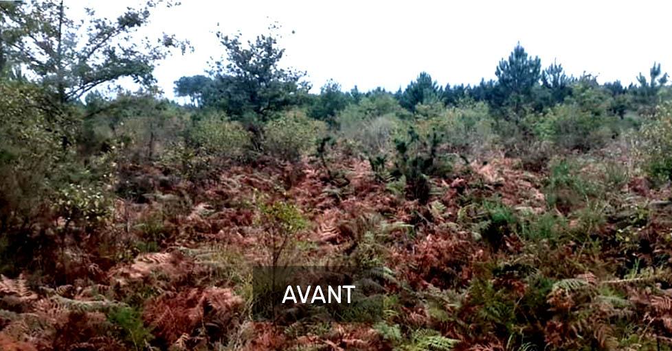Prestation de débroussaillage - Avant