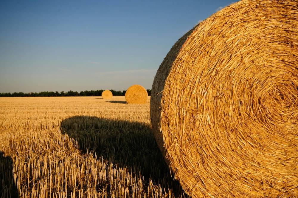 vente de paille près de Mimizan